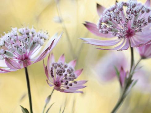 Tử vi thứ 4 ngày 13/12/2017 của 12 cung hoàng đạo