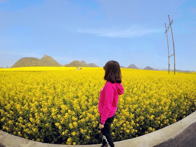 Biển hoa cải vàng ngút tầm mắt ở Trung Quốc-5