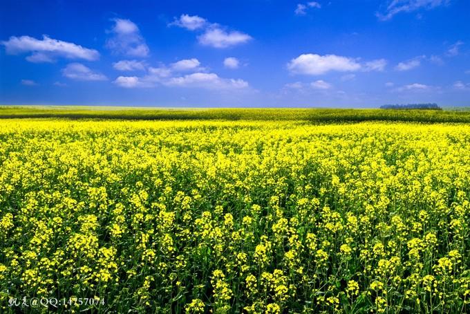 Biển hoa cải vàng ngút tầm mắt ở Trung Quốc-8
