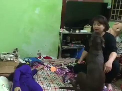 Chú chó đáng yêu giúp cô chủ nhỏ không bị đánh đòn gây bão mạng