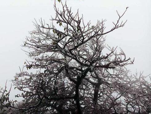 Dự báo thời tiết 30/12: Không khí lạnh tăng cường, Bắc Bộ rét đậm, vùng núi rét hại, thấp nhất 6 độ C-2