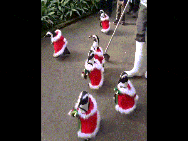 Đàn chim cánh cụt ra đường đón Giáng sinh