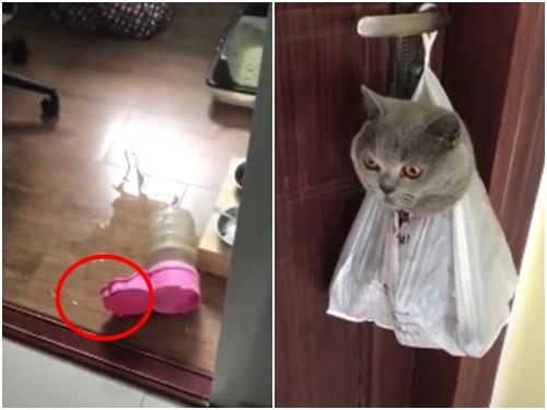 Hình phạt cực 'độc' cho chú mèo thích phá phách