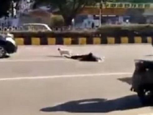 Chủ bị xe đâm qua đời, chú chó trung thành không chịu rời xa nửa bước