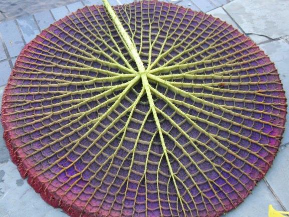 Chuyến đi Đà Lạt ngập trong đồ ăn của vợ chồng Lê Thúy-13