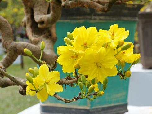 Vì sao cuối năm nên trồng cây mai trong nhà?