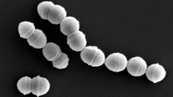 Vi khuẩn ‘ăn thịt người’ tấn công hơn 500 người ở Nhật Bản-1