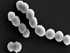 Vi khuẩn ‘ăn thịt người’ tấn công hơn 500 người ở Nhật Bản