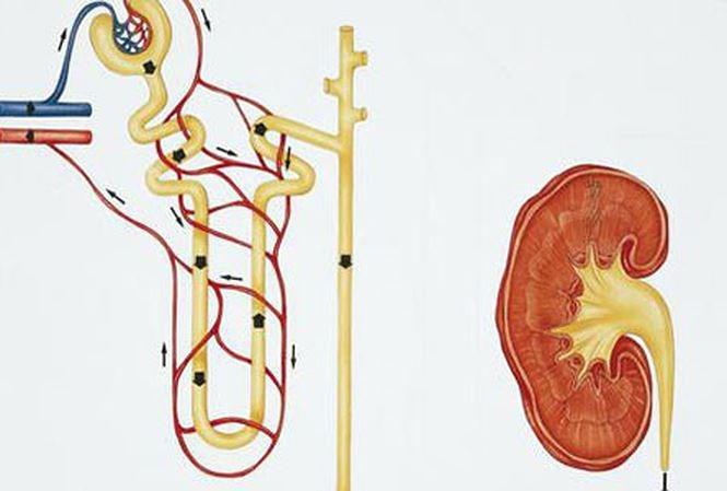 2 mẹo hay cho người thức khuya bảo vệ thận trong mùa lạnh-1