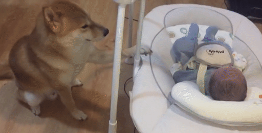 Chú chó ngồi canh giấc ngủ cho cậu chủ nhỏ 8 ngày tuổi-1