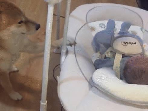 Chú chó kẻ lông mày sâu róm, diện bộ cánh ngựa vằn, biết làm duyên trước ống kính-4