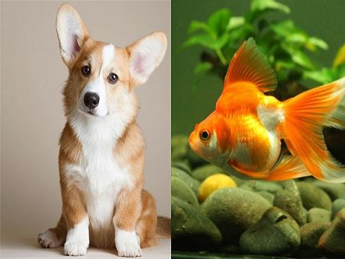 Phong thủy 2018 tuổi Tân Mùi và những điều cần tránh-2