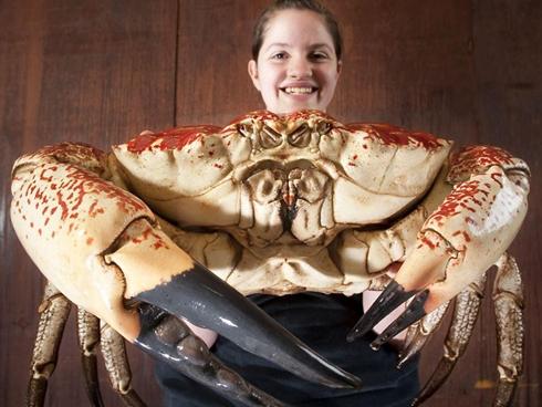 Choáng với loài cua khổng lồ giá gần 90 triệu/con, chỉ đại gia mới dám ăn