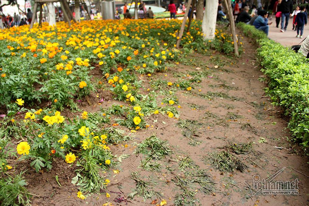 Vườn hoa hồ Gươm bị san phẳng sau đêm giao thừa-11