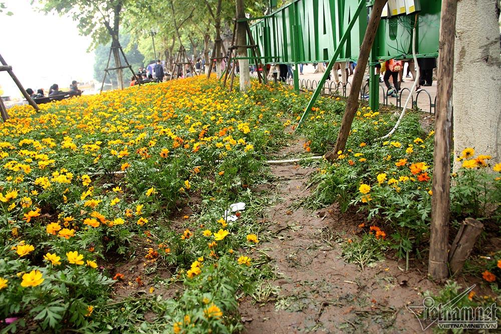 Vườn hoa hồ Gươm bị san phẳng sau đêm giao thừa-12