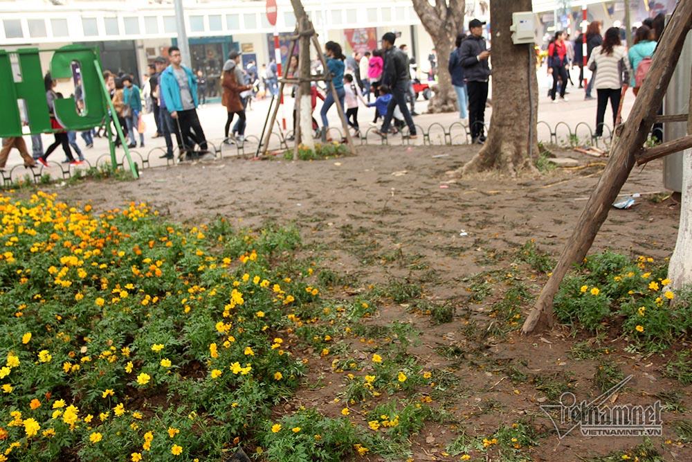 Vườn hoa hồ Gươm bị san phẳng sau đêm giao thừa-8