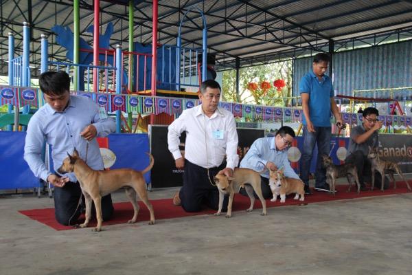 Ngắm mỹ khuyển trong Hội thi Chó đẹp lần đầu tổ chức tại miền Tây-10