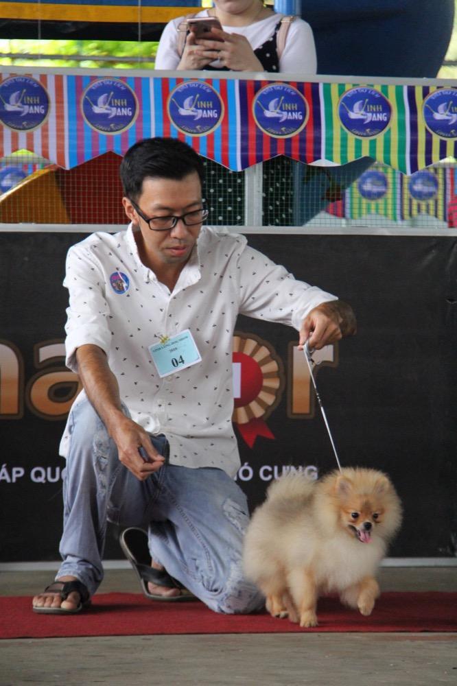 Ngắm mỹ khuyển trong Hội thi Chó đẹp lần đầu tổ chức tại miền Tây-7