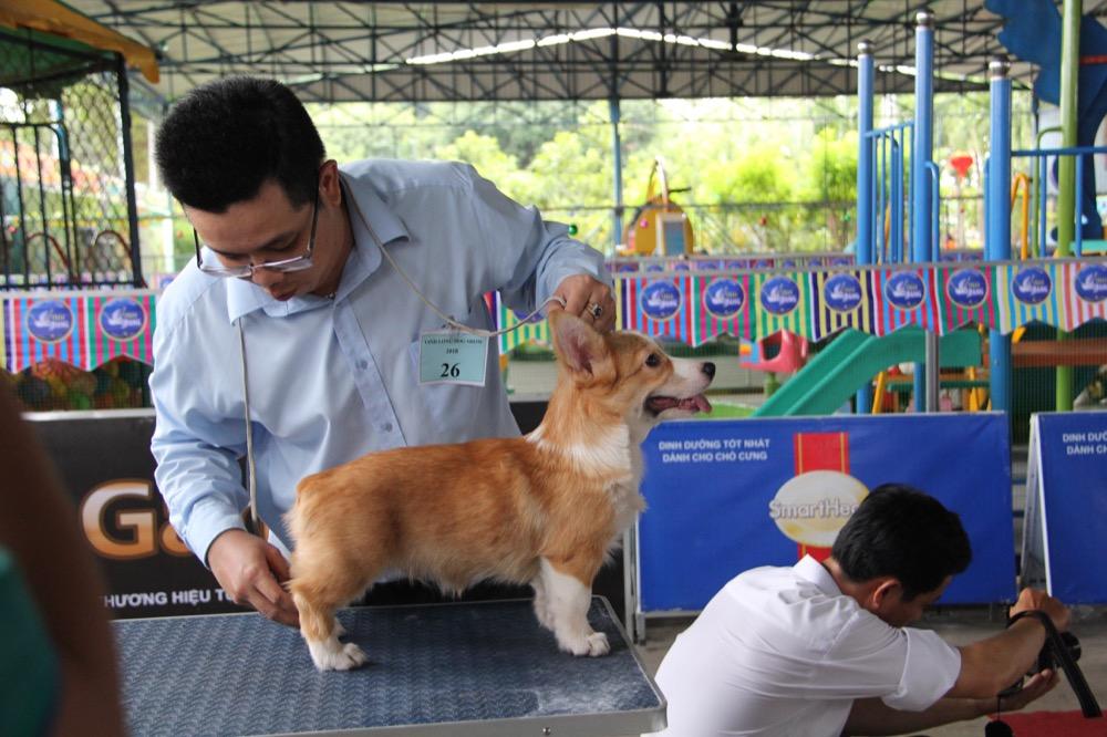Ngắm mỹ khuyển trong Hội thi Chó đẹp lần đầu tổ chức tại miền Tây-9