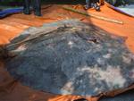 Bắt được quái ngư đáng sợ: Nặng 220 kg, 100 năm mới thấy 1 lần