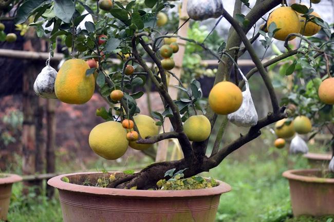 Clip: Độc đáo cây có 10 loại quả cùng chín rộ vào dịp Tết-3