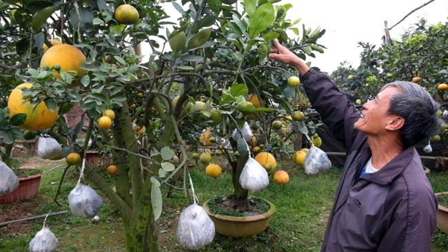 Clip: Độc đáo cây có 10 loại quả cùng chín rộ vào dịp Tết-4