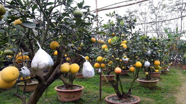 Clip: Độc đáo cây có 10 loại quả cùng chín rộ vào dịp Tết-6