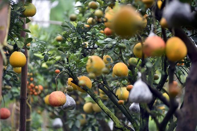 Clip: Độc đáo cây có 10 loại quả cùng chín rộ vào dịp Tết-9