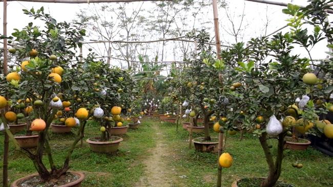 Clip: Độc đáo cây có 10 loại quả cùng chín rộ vào dịp Tết-10