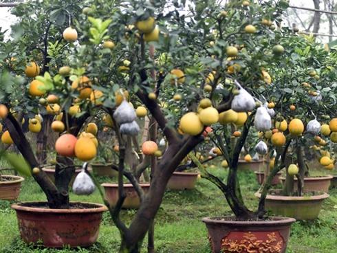 Kỳ lạ: Hai chị em ruột có hai bộ phận sinh dục, bộ phận nam lớn nhanh hơn nữ-3