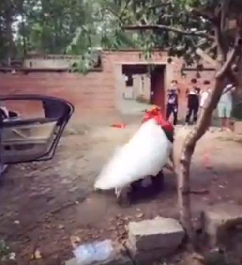 Chú rể háo hức cõng cô dâu khiến cả hai ngã sấp mặt-4