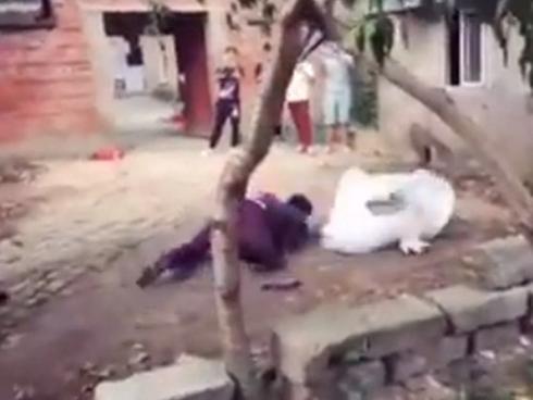 Chú rể háo hức cõng cô dâu khiến cả hai ngã 'sấp mặt'