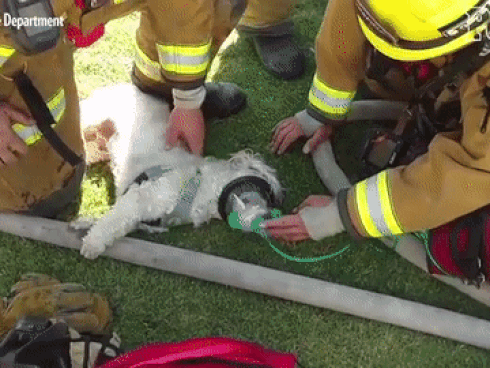 Clip gây phẫn nộ: Chặn bắt tên trộm đánh xe tải đi trộm cây cảnh, người đàn ông bị tông trúng, cán qua người trọng thương-4