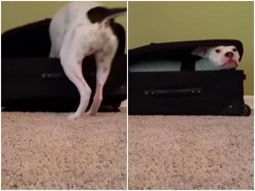 Khi boss nghe tin mình sắp được đi du lịch