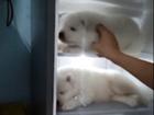 Chàng trai Việt cho chó cưng ngủ trong tủ lạnh lên báo nước ngoài