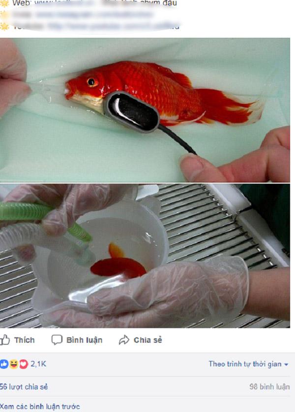 Người đàn ông sẵn sàng chi gần 10 triệu để phẫu thuật cho cá vàng-1