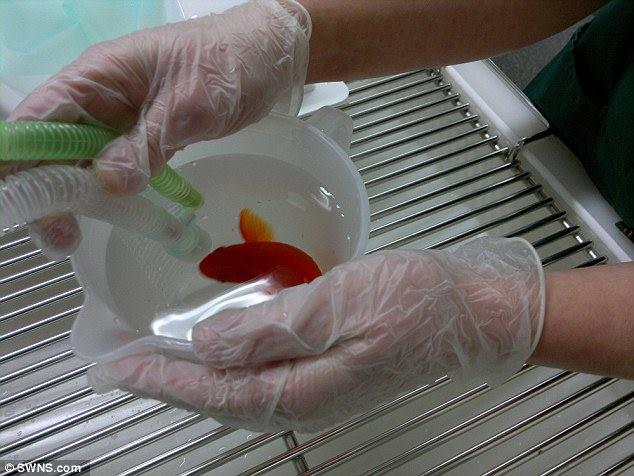 Người đàn ông sẵn sàng chi gần 10 triệu để phẫu thuật cho cá vàng-2