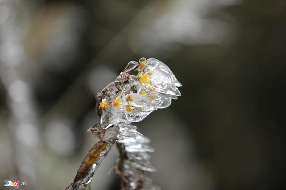 Cận cảnh băng giá kỳ thú ở Sa Pa-2