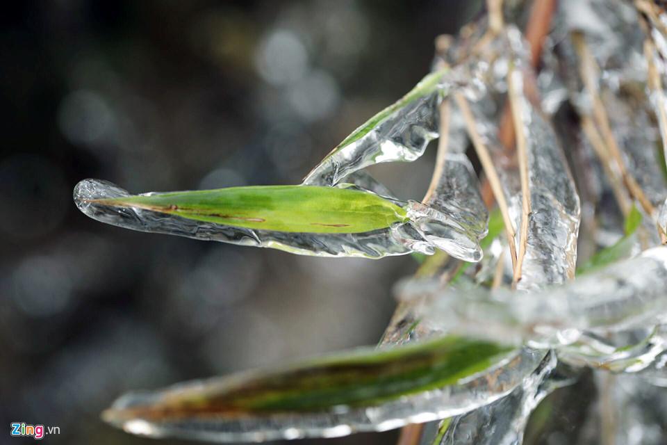 Cận cảnh băng giá kỳ thú ở Sa Pa-5