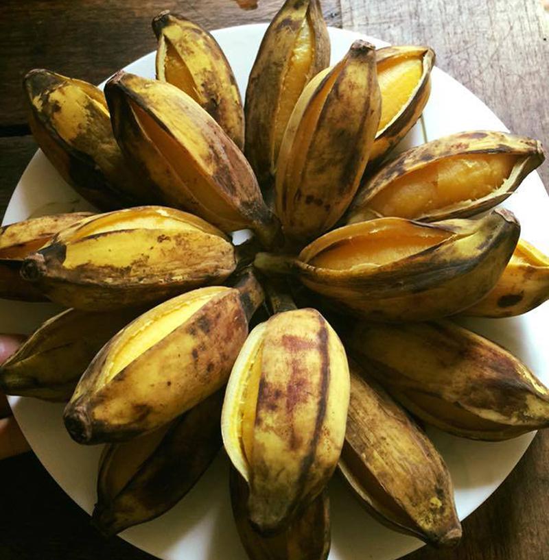 Không chỉ có kẹo dừa, Bến Tre còn có chuối sáp độc đáo-1