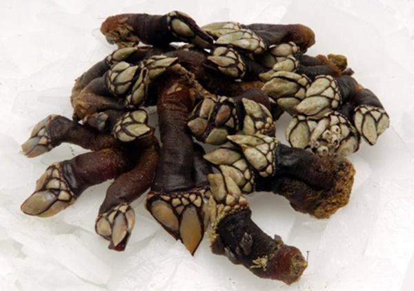 Ốc đầu ngỗng - món ăn của nhà giàu trên thế giới-2