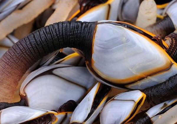 Ốc đầu ngỗng - món ăn của nhà giàu trên thế giới-3