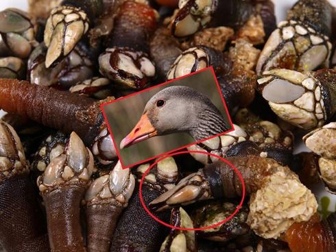 Ốc đầu ngỗng - món ăn của nhà giàu trên thế giới