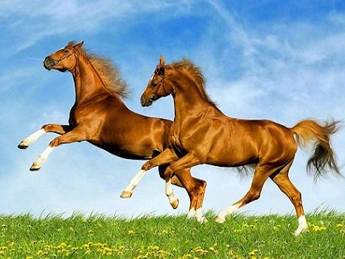 Đây chính là con giáp gặt hái ĐẠI MAY MẮN trong cả sự nghiệp, tình duyên, TIỀN NHIỀU NHƯ NƯỚC năm Mậu Tuất 2018