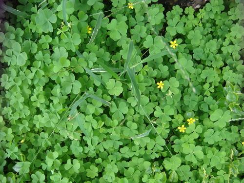 Bài thuốc từ cây chua me đất hoa vàng chữa viêm họng cực tốt-1