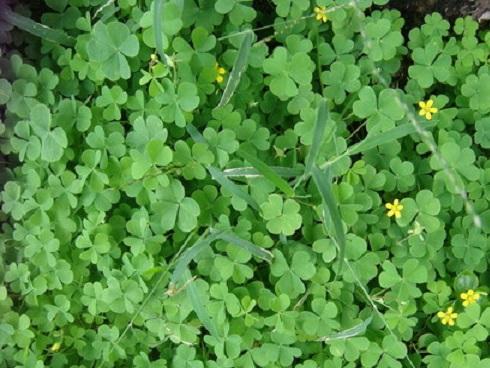 Bài thuốc từ cây chua me đất hoa vàng chữa viêm họng cực tốt