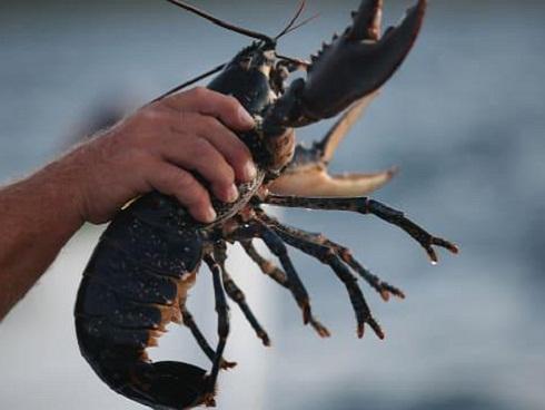 Quốc gia cấm dân làm tôm hùm đau đớn khi luộc trong nước sôi