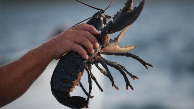 Quốc gia cấm dân làm tôm hùm đau đớn khi luộc trong nước sôi-1