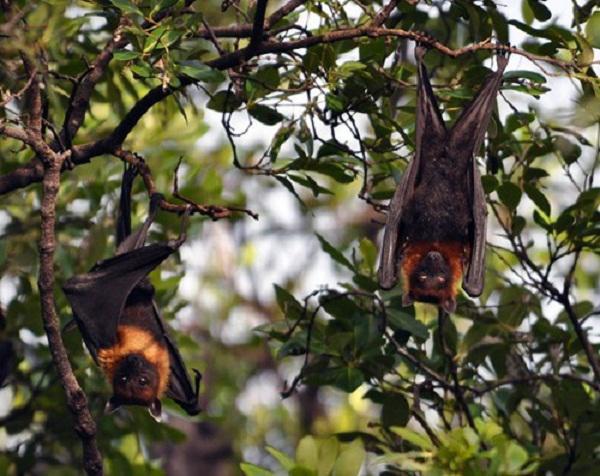 Khóc thét với món ăn từ dơi - đặc sản của dân nhậu miền Tây-1