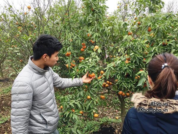 Cách phân biệt cam Canh chuẩn với cam Canh Trung Quốc-2